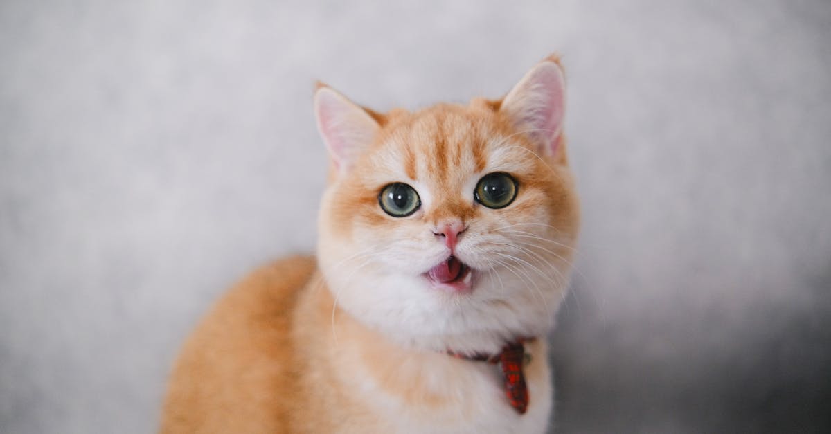 découvrez notre sélection de colliers pour chats, alliant confort, sécurité et style. offrez à votre félin le meilleur avec des designs tendance et des matériaux de qualité, pour une identification sûre et un look irrésistible.
