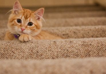 découvrez notre collection de colliers pour chats, alliant style et confort. offrez à votre félin un accessoire adorable tout en garantissant sa sécurité. parcourez nos modèles variés pour trouver celui qui correspond à la personnalité de votre compagnon à quatre pattes.