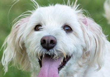 découvrez notre sélection de colliers pour chiens, alliant confort, style et sécurité. offrez à votre compagnon à quatre pattes un accessoire de qualité, parfait pour les promenades et les aventures en plein air.