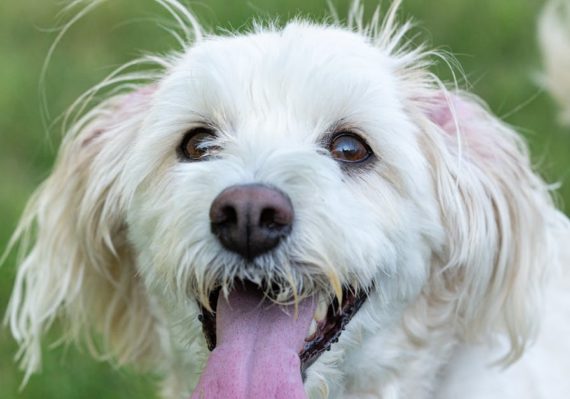 découvrez notre sélection de colliers pour chiens, alliant confort, style et sécurité. offrez à votre compagnon à quatre pattes un accessoire de qualité, parfait pour les promenades et les aventures en plein air.