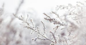 découvrez l'univers enchanteur de l'hiver : des paysages enneigés aux activités de saison, explorez tout ce que cette magnifique période de l'année a à offrir.