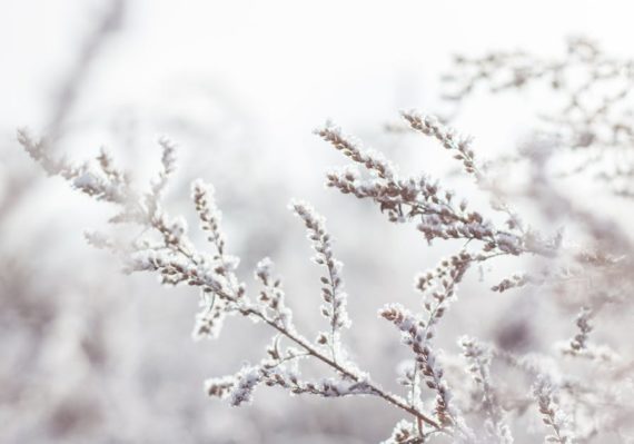 découvrez l'univers enchanteur de l'hiver : des paysages enneigés aux activités de saison, explorez tout ce que cette magnifique période de l'année a à offrir.