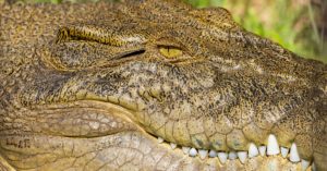 découvrez les dernières actualités sur les animaux : faits divers, découvertes scientifiques, espèces menacées et conseils pour les amoureux des animaux. restez informé avec animal news.