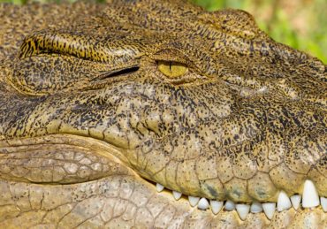 découvrez les dernières actualités sur les animaux : faits divers, découvertes scientifiques, espèces menacées et conseils pour les amoureux des animaux. restez informé avec animal news.