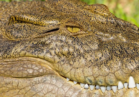 découvrez les dernières actualités sur les animaux : faits divers, découvertes scientifiques, espèces menacées et conseils pour les amoureux des animaux. restez informé avec animal news.