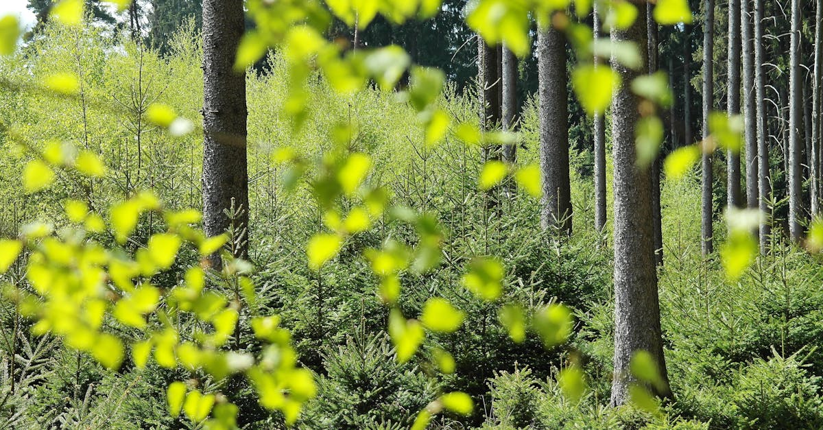 découvrez l'écologie : comprendre les interactions entre la nature, les êtres vivants et leur environnement pour mieux préserver la planète. conseils, actualités et solutions pour un avenir durable.