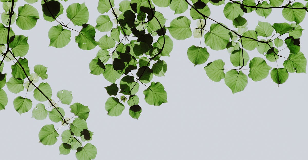 découvrez l'écologie : ce qu'elle étudie, son importance pour la planète et comment adopter des gestes écoresponsables au quotidien pour préserver l'environnement.