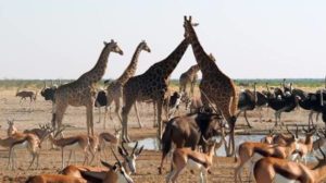 photographie animaux sauvages
