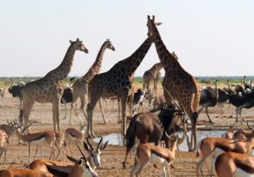 photographie animaux sauvages