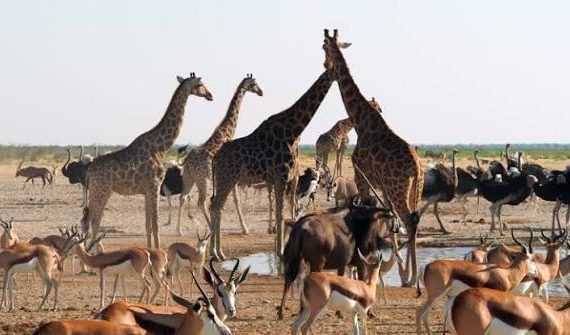 photographie animaux sauvages