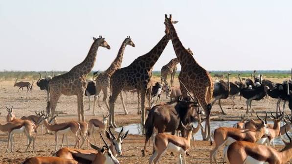 photographie animaux sauvages